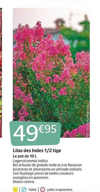 Jardiland Lilas Des Indes 1-2 Tige offre