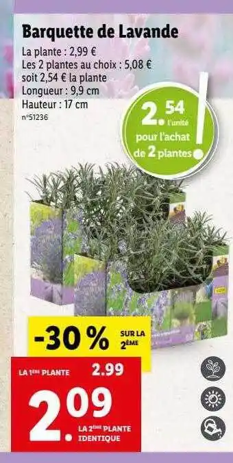 Lidl Barquette De Lavande offre
