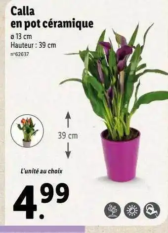 Lidl Calla En Pot Céramique offre