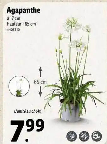 Lidl Agapanthe offre
