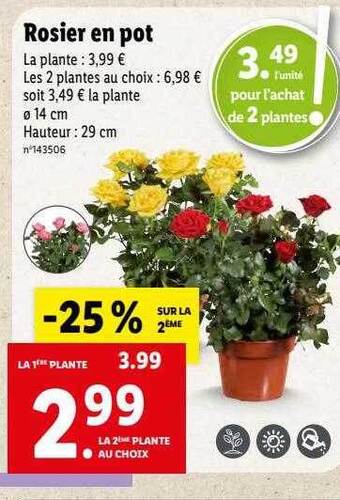 Lidl Rosier En Pot offre