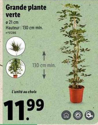 Lidl Grande Plante Verte offre