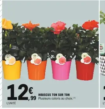 E.Leclerc Hibiscus Ton Sur Ton offre