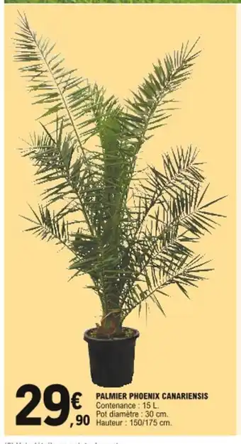 E.Leclerc Palmier Phoenix Canariensis offre