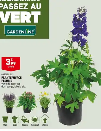 ALDI Gardenline plante vivace fleurie offre