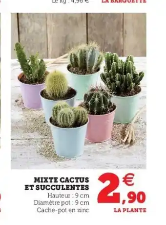 Super U Mixte Cactus Et Succulentes offre