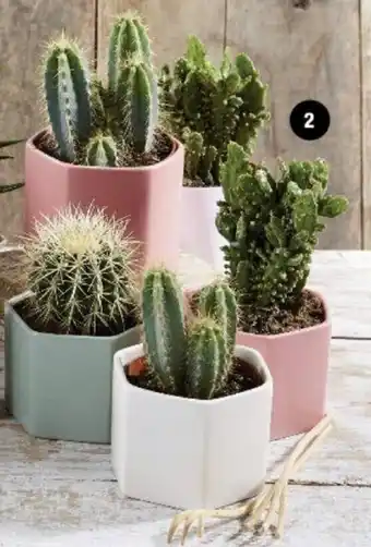 Super U Mixte cactus offre
