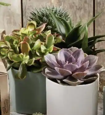Super U Mixte succulentes offre