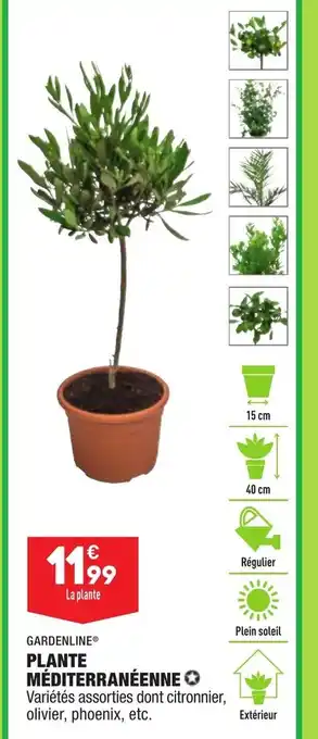 ALDI Plante Méditerranéenne offre