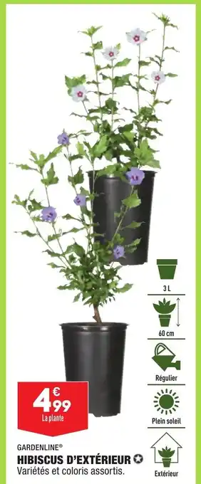 ALDI Hibiscus d'Extérieur offre