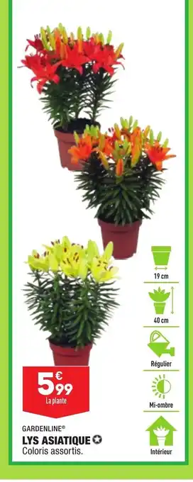 ALDI Lys Asiatique offre
