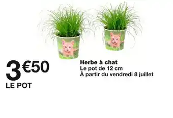 Monoprix Herbe à chat offre