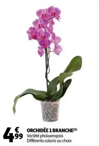 Orchidée 1 branche