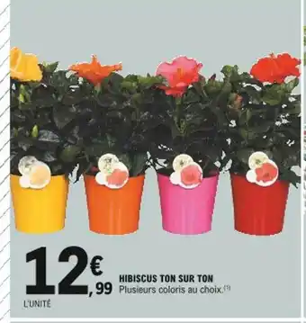 E.Leclerc Hibiscus Ton Sur Ton offre
