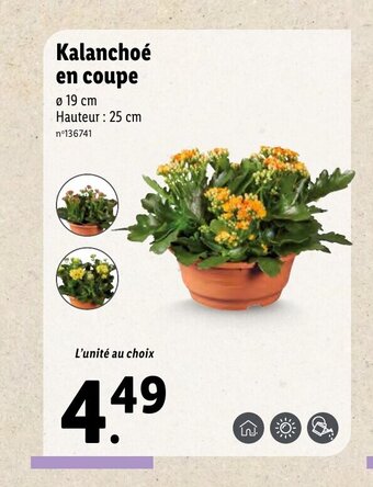 Lidl Kalanchoé En Coupe offre