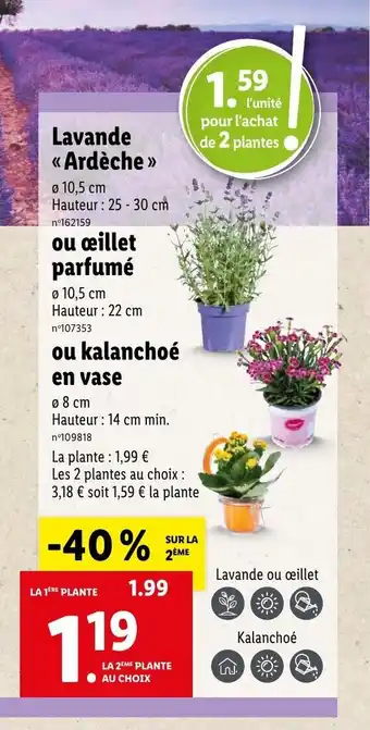 Lidl Laven Ardère , Ou œillet Parfumé , Ou Kalanchoé En Vase offre