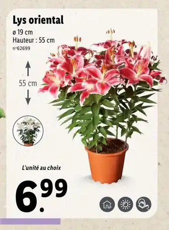 Lidl Lys Oriental offre