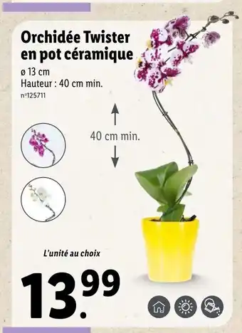 Lidl Orchidée Twister En Pot Céramique offre