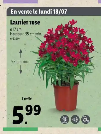 Lidl Laurier Rose offre