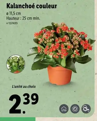 Lidl Kalanchoé Couleur offre