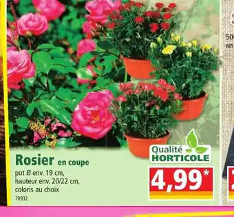 Norma Rosier en Coupe offre