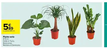 Carrefour Plante Verte offre