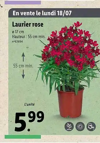 Lidl Laurier Rose offre