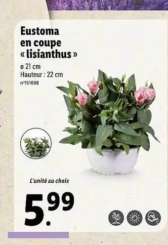 Eustoma En Coupe «lisianthus»