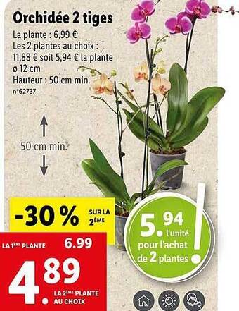 Lidl Orchidée 2 Tiges offre