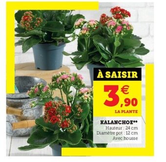 Super U Kalanchoe** offre