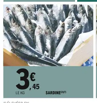 Sardine