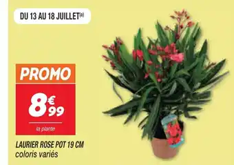 Netto Laurier Rose Pot 19 Cm offre
