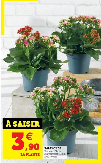 Super U Kalanchoe offre