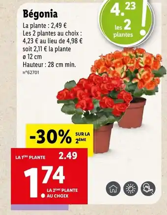 Lidl Bégonia offre