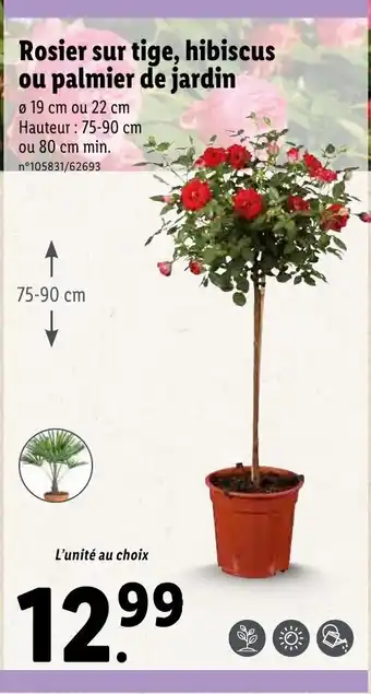 Lidl Rosier sur tige, hibiscus ou palmier de jardin offre
