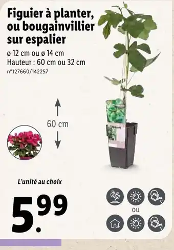 Lidl Figuier à planter, ou bougainvillier sur espalier offre