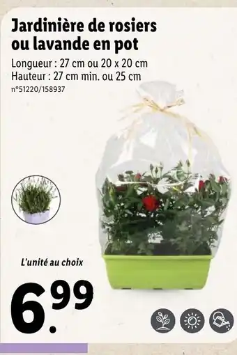 Lidl Jardinière de rosiers ou lavande en pot offre