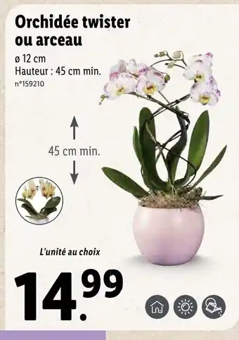 Lidl Orchidée twister ou arceau offre