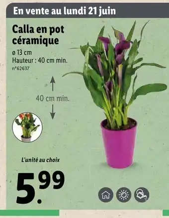 Lidl Calla en pot céramique offre