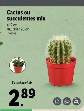 Lidl Cactus ou succulentes mix offre