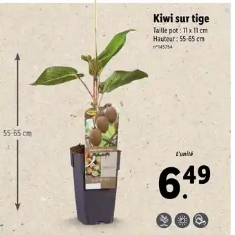 Lidl Kiwi sur tige offre