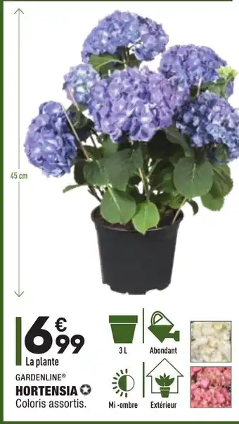ALDI Hortensia offre