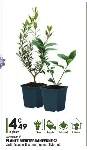 ALDI Plante Méditerraneenne offre