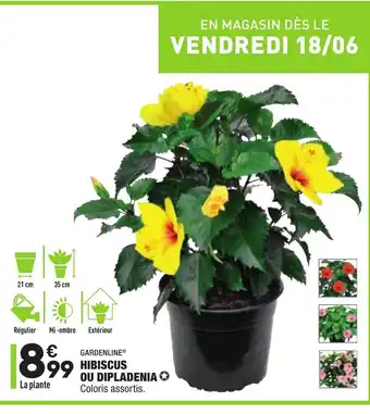 ALDI Hibiscus Ou Dipladenia offre