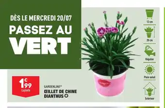 Oeillet De Chine Dianthus