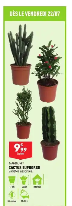Cactus Euphorbe