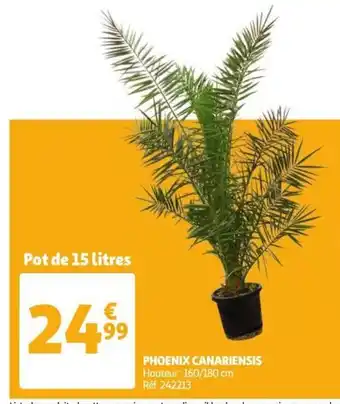 Auchan Phoenix Canariensis offre