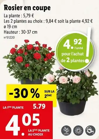 Lidl Rosier en coupe offre