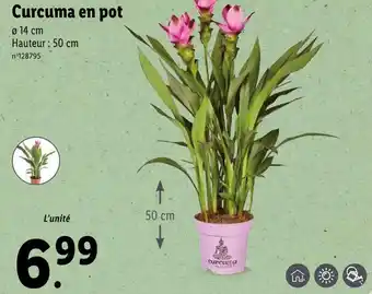 Curcuma en pot