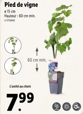 Lidl Pied de vigne offre